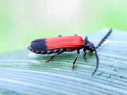 Attēlu rezultāti vaicājumam “Lycidae”