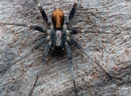 Attēlu rezultāti vaicājumam “Miturgidae”