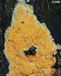 Attēlu rezultāti vaicājumam “Hapalopilus aurantiacus”