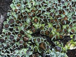 Attēlu rezultāti vaicājumam “Physcia aipolia”