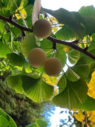 Attēlu rezultāti vaicājumam “Ginkgo biloba fruit”