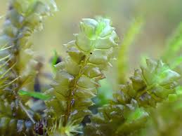 Attēlu rezultāti vaicājumam “Leiocolea collaris”