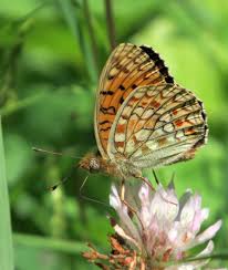 Attēlu rezultāti vaicājumam “Argynnis niobe underside”