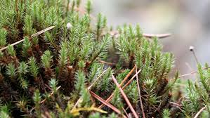 Attēlu rezultāti vaicājumam “Polytrichum strictum”