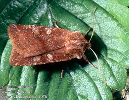 Attēlu rezultāti vaicājumam “Cerastis leucographa”