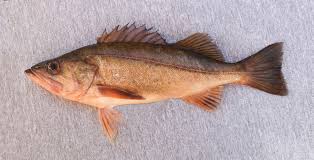 Image result for Sebastes