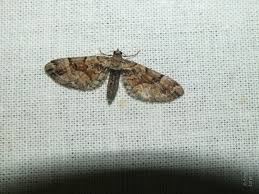 Attēlu rezultāti vaicājumam “Eupithecia sinuosaria”