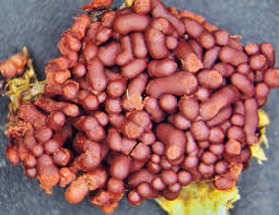 Attēlu rezultāti vaicājumam “Hemitrichia sordivesiculosa sessile”