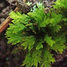 Attēlu rezultāti vaicājumam “Fissidens taxifolius”