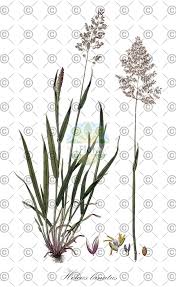 Attēlu rezultāti vaicājumam “Holcus lanatus  fruit”