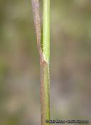 Attēlu rezultāti vaicājumam “Bromus hordeaceus subsp. hordaceus fruit”