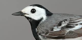Attēlu rezultāti vaicājumam “Motacilla alba adult”