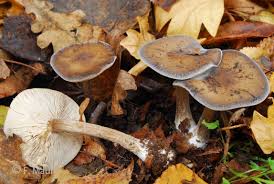 Image result for Melanoleuca rasilis var. pseudoluscina