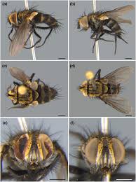 Attēlu rezultāti vaicājumam “Dictenidia bimaculata male”