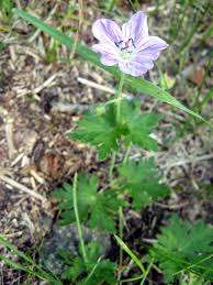 Attēlu rezultāti vaicājumam “Geranium bohemicum fruit”