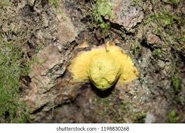 Attēlu rezultāti vaicājumam “Fuligo leviderma”