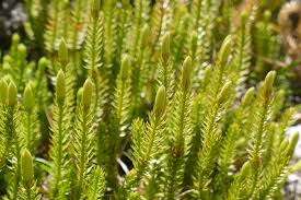 Attēlu rezultāti vaicājumam “Lycopodium annotinum”