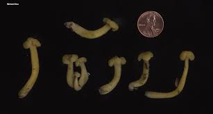 Attēlu rezultāti vaicājumam “Leotia lubrica”