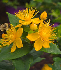 Attēlu rezultāti vaicājumam “Hypericum perforatum flower”