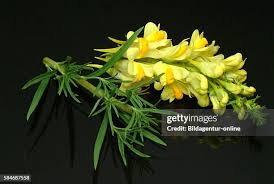 Attēlu rezultāti vaicājumam “Linaria vulgaris leaf”