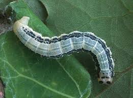 Attēlu rezultāti vaicājumam “Boudinotiana notha”