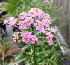 Attēlu rezultāti vaicājumam “Achillea salicifolia flower”