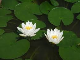 Attēlu rezultāti vaicājumam “Nymphaea candida leaf”