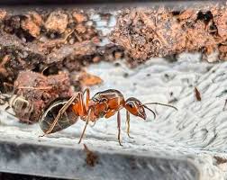 Attēlu rezultāti vaicājumam “Formica rufa imago”