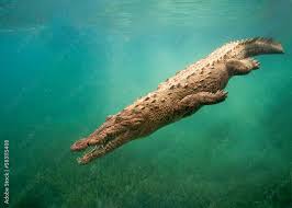 Image result for Crocodylus acutus