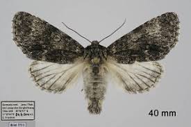 Attēlu rezultāti vaicājumam “Acronicta megacephala”