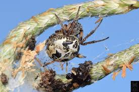 Attēlu rezultāti vaicājumam “Larinioides cornutus”