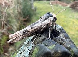 Attēlu rezultāti vaicājumam “Lithomoia solidaginis”