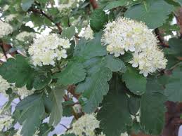 Attēlu rezultāti vaicājumam “Sorbus hybrida”
