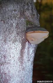 Attēlu rezultāti vaicājumam “Phellinus ferruginosus”