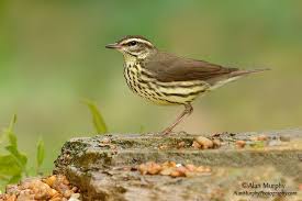 Image result for Seiurus noveboracensis