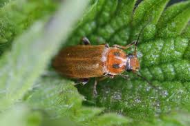 Attēlu rezultāti vaicājumam “Melandryidae”