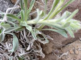 Attēlu rezultāti vaicājumam “Cribraria oregana stalked”