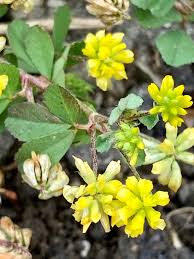 Attēlu rezultāti vaicājumam “Trifolium dubium fruit”
