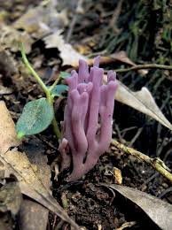 Attēlu rezultāti vaicājumam “Clavaria zollingeri”