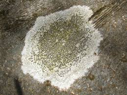 Attēlu rezultāti vaicājumam “Graphis scripta”