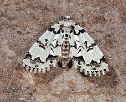 Attēlu rezultāti vaicājumam “Moma alpium”