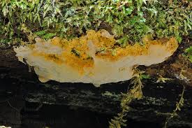 Attēlu rezultāti vaicājumam “Rigidoporus crocatus”