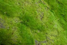 Attēlu rezultāti vaicājumam “Funariales”