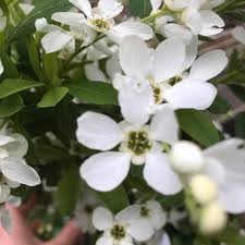 Attēlu rezultāti vaicājumam “Exochorda giraldii var. wilsonii”
