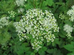 Attēlu rezultāti vaicājumam “Chaerophyllum aromaticum”