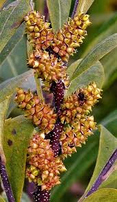Attēlu rezultāti vaicājumam “Myrica gale fruit”