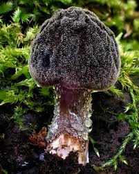 Attēlu rezultāti vaicājumam “Pluteus umbrosus”