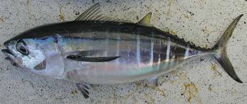 Image result for Thunnus obesus