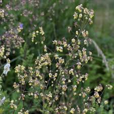 Attēlu rezultāti vaicājumam “Thalictrum lucidum leaf”