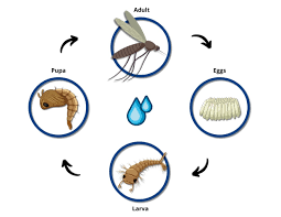 Attēlu rezultāti vaicājumam “Galerucella nymphaeae pupa”